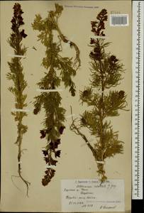 Живокость аяксова L., Кавказ, Армения (K5) (Армения)