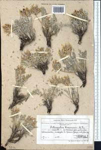 Astragalus krasnovii Popov, Средняя Азия и Казахстан, Северный и Центральный Тянь-Шань (M4) (Казахстан)