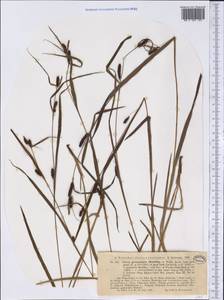 Carex granularis Muhl. ex Willd., Америка (AMER) (США)