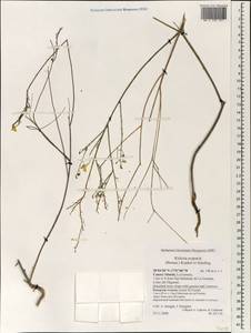 Nanorrhinum scoparium (Brouss. ex Spreng.) Yousefi & Zarre, Африка (AFR) (Испания)