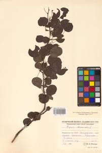 Груша обыкновенная, Груша садовая L., Восточная Европа, Западно-Украинский район (E13) (Украина)