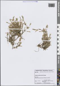 Звездчатка цветоножковая, Звездчатка стебельчатая Bunge, Сибирь, Центральная Сибирь (S3) (Россия)