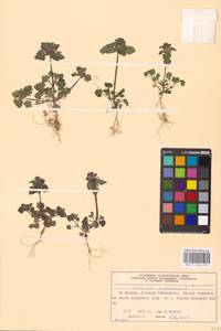 Яснотка пурпурная, Яснотка пурпуровая L., Восточная Европа, Московская область и Москва (E4a) (Россия)