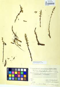Хвостник четырехлистный L. fil., Сибирь, Чукотка и Камчатка (S7) (Россия)