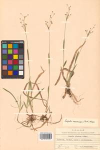 Luzula rufescens var. macrocarpa Buchenau, Сибирь, Чукотка и Камчатка (S7) (Россия)