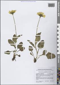 Doronicum grandiflorum Lam., Западная Европа (EUR) (Испания)
