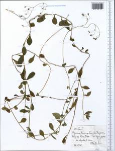 Asteraceae, Африка (AFR) (Эфиопия)