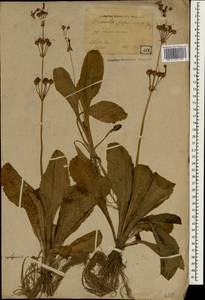 Primula japonica A. Gray, Зарубежная Азия (ASIA) (Япония)