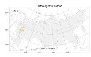Potamogeton fluitans, Рдест речной Roth, Атлас флоры России (FLORUS) (Россия)