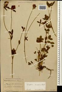Trifolium ochroleucon subsp. ochroleucon, Кавказ, Абхазия (K4a) (Абхазия)