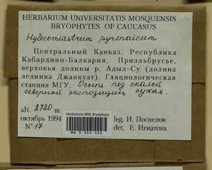 Hylocomiastrum pyrenaicum (Spruce) M. Fleisch. ex Broth., Гербарий мохообразных, Мхи - Северный Кавказ и Предкавказье (B12) (Россия)