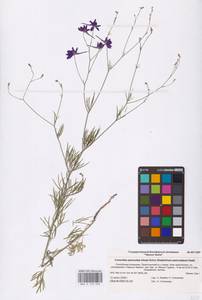 Delphinium consolida subsp. paniculatum (Host) N.Busch, Восточная Европа, Нижневолжский район (E9) (Россия)