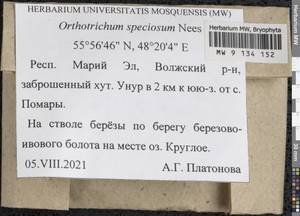 Lewinskya speciosa (Nees) F. Lara, Garilleti & Goffinet, Гербарий мохообразных, Мхи - Среднее Поволжье (B9) (Россия)