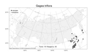 Gagea triflora, Гусиный лук трехцветковый (Ledeb.) Schult. & Schult.f., Атлас флоры России (FLORUS) (Россия)