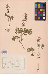 Хохлатка плотная (L.) Clairv., Восточная Европа, Средневолжский район (E8) (Россия)