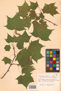 Клен моно, Клен мелколистный (Maxim.) H.Ohashi, Сибирь, Дальний Восток (S6) (Россия)