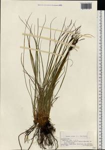 Осока черная (L.) Reichard, Восточная Европа, Белоруссия (E3a) (Белоруссия)