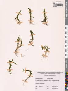 Болотник обоеполый L., Сибирь, Чукотка и Камчатка (S7) (Россия)