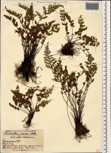 Oeosporangium persica (Bory) Vis., Кавказ, Армения (K5) (Армения)