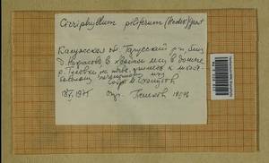 Cirriphyllum piliferum (Hedw.) Grout, Гербарий мохообразных, Мхи - Центральное Нечерноземье (B6) (Россия)