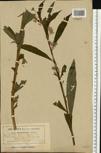 Иван-чай узколистный (L.) Scop., Восточная Европа, Белоруссия (E3a) (Белоруссия)