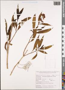 Hydrangea chinensis Maxim., Зарубежная Азия (ASIA) (Вьетнам)