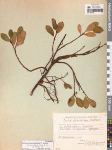 Ива Алексея Скворцова A.P.Khokhr., Сибирь, Чукотка и Камчатка (S7) (Россия)