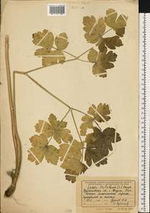 Лазурник трехлопастный (L.) Borkh., Восточная Европа, Средневолжский район (E8) (Россия)