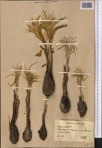 Colchicum robustum (Bunge) Stef., Средняя Азия и Казахстан, Копетдаг, Бадхыз, Малый и Большой Балхан (M1) (Туркмения)
