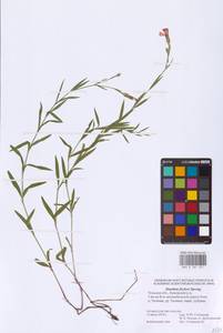 Гвоздика китайская L., Восточная Европа, Центральный район (E4) (Россия)