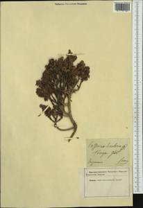 Thymelaea hirsuta (L.) Endl., Западная Европа (EUR)