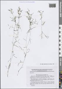 Рдест Берхтольда Fieber, Восточная Европа, Северо-Западный район (E2) (Россия)