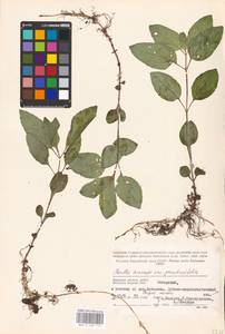 MHA 0 158 113, Мята полевая L., Восточная Европа, Западный район (E3) (Россия)