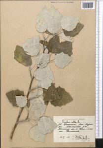 Тополь белый, Тополь серебристый L., Средняя Азия и Казахстан, Прикаспийский Устюрт и Северное Приаралье (M8) (Казахстан)