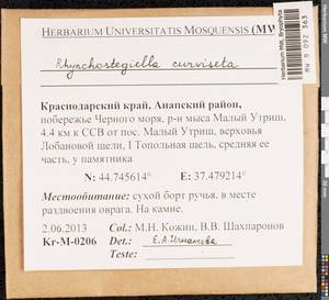 Rhynchostegiella curviseta (Brid.) Limpr., Гербарий мохообразных, Мхи - Северный Кавказ и Предкавказье (B12) (Россия)