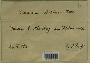 Dicranum spurium Hedw., Гербарий мохообразных, Мхи - Западная Европа (BEu) (Германия)