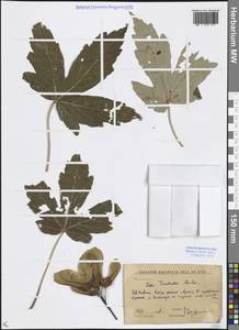 Acer heldreichii subsp. trautvetteri (Medw.) A.E.Murray, Кавказ, Ставропольский край, Карачаево-Черкесия, Кабардино-Балкария (K1b) (Россия)