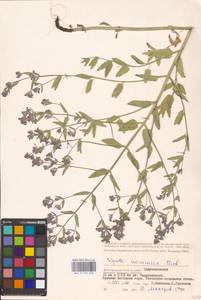 MHA 0 155 690, Nepeta ucranica subsp. parviflora (M.Bieb.) M.Masclans de Bolos, Восточная Европа, Нижневолжский район (E9) (Россия)