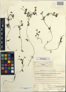 Ranunculus mongolicus (Krylov) Serg., Сибирь, Чукотка и Камчатка (S7) (Россия)