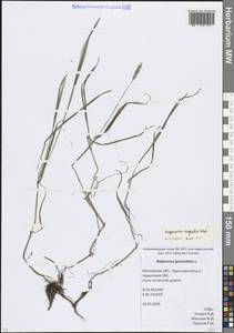 Лисохвост равный Sobol., Восточная Европа, Московская область и Москва (E4a) (Россия)