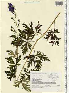 Aconitum firmum subsp. fissurae Nyár., Восточная Европа, Центральный район (E4) (Россия)