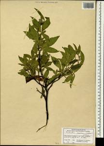 Piptanthus nepalensis (Hook.)D.Don, Зарубежная Азия (ASIA) (КНР)