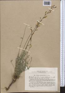 Astragalus scheremetevianus Fedtsch., Средняя Азия и Казахстан, Памир и Памиро-Алай (M2) (Таджикистан)