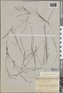 Штукения гребенчатая, Рдест гребенчатый (L.) Börner, Восточная Европа, Северный район (E1) (Россия)