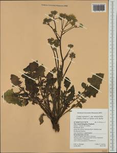 Crepis vesicaria subsp. taraxacifolia (Thuill.) Thell., Западная Европа (EUR) (Великобритания)