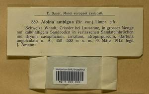 Aloina ambigua (Bruch & Schimp.) Limpr., Гербарий мохообразных, Мхи - Западная Европа (BEu) (Швейцария)