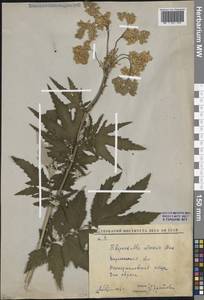 Таволга вязолистная (L.) Maxim., Восточная Европа, Центральный лесостепной район (E6) (Россия)