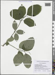 Cornus sanguinea subsp. sanguinea, Восточная Европа, Центральный район (E4) (Россия)