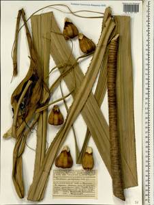Pandanus sechellarum Balf.f., Африка (AFR) (Сейшельские острова)