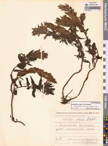 Кастиллея Павлова Rebrist., Сибирь, Чукотка и Камчатка (S7) (Россия)